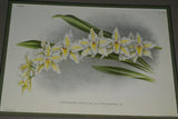 Lindenia Limited Edition Print: Odontoglossum Wilckearnum Albens (White and Sienna) Orchid Collector Art (B1)