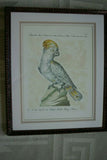 Rare Archival Art by Saverio Manetti (16 C.) Very Limited Edition Folio Lithograph of Cockatoo Parrot professionally framed in hand painted signed frame with x3 acid free mats 22,5" X 17,5" from "The Natural History of Birds" COLLECTOR ART