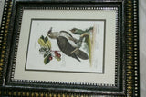 RARE 1772 ANTIQUE AUTHENTIC H.C FOLIO LITHOGRAPH ON FINE LAID CHAIN LINK PAPER JOHANN MICHAEL SELIGMANN GEORGE EDWARDS CATESBY H.C FOLIO VULTUR BARBATUS, LE VAUTOUR BARBU CUSTOM OVER 250 YEARS OLD FRAMED WITH MULTIPLE MATS  IN HANDPAINTED SIGNED FRAME