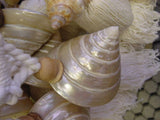 2 Pairs of very large Pearlized Trochus Seashell Tassels Curtain Holdbacks Oceanic Art, South Pacific Home Decor Accent, Handcrafted Unique perfect for Designer Decorator Shell Collector Stunning Mother of Pearl