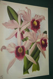 Lindenia Limited Edition Print: Schomburgkia Tibicinis Batem (Magenta) Orchid Collector Art (B4)