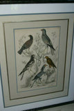 AUTHENTIC ANTIQUE 1839, H.C ORIGINAL HAND COLORING, ENGRAVING FROM BARON CUVIER ANIMAL KINGDOM  BIRDS OF PREY,  Edinburgh journal of Natural History  IN A HAND PAINTED SIGNED CUSTOM FRAME, ALSO MATTED PROFESSIONALLY WITH 6 HIGH QUALITY ACID FREE MATS