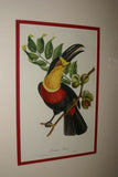 VERY RARE & FRAMED Descourtilz Limited Edition Original 1960 Folio Lithograph of TOUCAN (DES8) Framed Professionally in Very Large Hand-painted Frame 33" X 26,5"