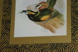 25,5"X 20,5” 1948 GOULD  TOUCANET  BIRD FOLIO LITHOGRAPH FRAMED IN SIGNED DETAILED ARTIST HAND PAINTED FRAME AND 2 MATS TO ENHANCE THE ART WITHIN GORGEOUS DFPN88 DESIGNER WALL ART DÉCOR