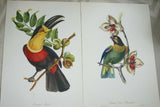 VERY RARE 1960 Rare Descourtilz Limited Edition Original Folio Lithograph Brazilian Bird Plate 5 Ariel Toucan or Toucan Ariel
