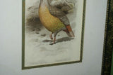 FROM  FIRST EDITION OF CASSELL BOOK OF BIRDS FROM 1869 ANTIQUE ORIGINAL H.C  LITHOGRAPH "SANGUINE FRANCOLIN” 19TH CENTURY PRINT PROFESSIONALLY DOUBLE-MATTED AND FRAMED IN HAND PAINTED FRAME SIGNED BY THE ARTIST COLLECTOR DECOR