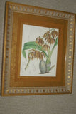 Lindenia Limited Edition Print: Orange Spots Cattleya Velutina Orchid Collector Art (B3)