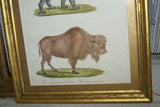 Very Rare 1833 Huge Hand Colored Folio Lithograph Carl Joseph Brodtmann Maiba Tapir & Bison Over 235 years old FROM Naturhistorische Bilder Gallerie aus dem Thierreiche on watermarked paper framed in vintage hand painted frame with mat.
