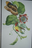 Professionally Double Matted & Framed in Hand-painted Frame 21”x 15” VERY RARE Authentic Limited Edition 1960 Descourtilz Folio of Tropical Orange-Breasted Barbet or Cabezon Elegant Bird Plate 13 from Brazil (DES0)