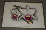 Lindenia  Limited Edition Print: Cattleya Schilleriana Rchb F Var Superba Hort (Magenta) Orchid Collector Art (B5)