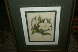 Lindenia Limited Edition Print: Terete Vanda Kimballiana (White and Fushia) Orchid AOS Collector Art (B2)