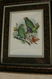 1978 AUSTRALIAN BIRD LITHOGRAPH FROM “PARROTS OF THE WORLD” BY BILL  COOPER PROFESSIONALLY X3 MATTED AND FRAMED IN UNIQUE SIGNED HAND PAINTED FRAME 20,5" X 17,5" BEAUTIFUL DESIGNER WALL ART DÉCOR DFPN89