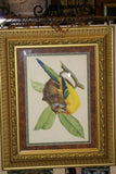 VERY RARE 1960 Rare Descourtilz Limited Edition Original Folio Lithograph Brazilian Bird Plate 5 Ariel Toucan or Toucan Ariel