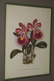 Lindenia  Limited Edition Print: Cattleya Schilleriana Rchb F Var Superba Hort (Magenta) Orchid Collector Art (B5)