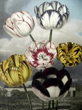 1956 botanical book lithograph limited to 1750 copies printed on Gelderland white cartridge 'The Beauties of Flora' Painted by T. Baxter, stipple engraving by J. Hopwood, background aquatinted by F.C Lewis and published by S. Curtis TULIPS 21" x 17"