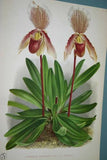 Lindenia Limited Edition Print: Paphiopedilum, Cypripedium Moensianum, Lady Slipper (Magenta and White) Orchid Collector Art (B1)