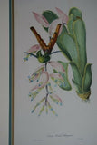 Professionally Triple Matted & Framed in Hand-painted Frame 26”x 19” VERY RARE Authentic Limited Edition 1960 Descourtilz Folio of Tropical Sappho Comet Hummingbird or Oiseau-Mouche Chatoyant Bird Plate 55 from Brazil (DES11)