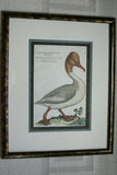 19th Century Partridge ANTIQUE AUTHENTIC 1897 ORIGINAL PRINT from LLOYD'S NATURAL HISTORY BY BOWDLER SHARPE EDWARD LLOYD LIMITED, MATTED AND FRAMED PROFESSIONALLY IN UNIQUE HAND PAINTED FRAME SIGNED BY ARTIST.