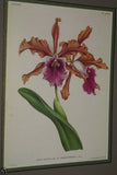 Lindenia Limited Edition Print: Brassavola Cucullata Var Cuspidata (White) Orchid Collector Art (B1