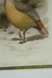 FROM  FIRST EDITION OF CASSELL BOOK OF BIRDS FROM 1869 ANTIQUE ORIGINAL H.C  LITHOGRAPH "SANGUINE FRANCOLIN” 19TH CENTURY PRINT PROFESSIONALLY DOUBLE-MATTED AND FRAMED IN HAND PAINTED FRAME SIGNED BY THE ARTIST COLLECTOR DECOR