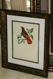 VERY RARE 1960 Rare Descourtilz Limited Edition Original Folio Lithograph Brazilian Bird Plate 41 Crested Cardinal or Fringille Paroare