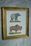 Very Rare 1833 Huge Hand Colored Folio Lithograph Carl Joseph Brodtmann Maiba Tapir & Bison Over 235 years old FROM Naturhistorische Bilder Gallerie aus dem Thierreiche on watermarked paper framed in vintage hand painted frame with mat.