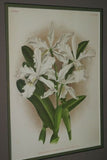 Collection of 9 Lindenia Limited edition Prints: Orchid Collectible White Flowers (B1, B2, B3, B5)