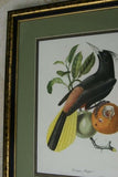 VERY RARE Professionally 2x Matted & in Hand-painted Frame 25”x 20” Authentic Limited Edition 1960 Descourtilz Folio of Pied-Breasted Oropendola or Cassique Huppe Bird Plate 43 from Brazil (DES2)