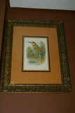 FROM CASSELL BOOK OF BIRDS FROM 1869 ANTIQUE ORIGINAL H.C  LITHOGRAPH "EUROPEAN BEE EATER OR MEROPS APLASTER” 19TH CENTURY PRINT PROFESSIONALLY TRIPLE-MATTED AND FRAMED PURPOSELY IN ANTIQUE FRAME COLLECTOR DECOR