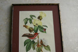 VERY RARE Descourtilz Limited Edition Original 1960 Folio Lithograph, Plate 31: Scarlet Flycatcher or Moucherolle Rubin (item DES4) Framed Professionally in Large Hand-painted Frame 20" X 14,25"
