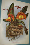 Lindenia Limited Edition Print: Stanhopea Oculata (White with Speckled Sienna) Orchid Collector Art (B2)