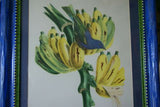 Professionally Matted & Framed in Hand-painted Frame 23”x 16” VERY RARE Authentic Limited Edition 1960 Descourtilz Folio of Tropical Archbishop Tanager or Tachyphone Archeveque Bird Plate 35 from Brazil (DES13)
