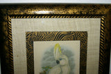 UNIQUE OLD LITHOGRAPH  ART BLUE EYED COCKATOO CACATUA OPHTHALMICA  PROFESSIONALLY X2 SILK MATTED & FRAMED IN SIGNED HAND PAINTED FRAME + GIFT OF A FREE BEAUTIFUL MATTED BARRABAND PARROT PRINT. PRICED AT FRACTION OF RETAIL
