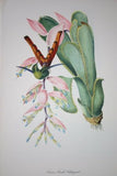 VERY RARE 1960 Rare Descourtilz Limited Edition Original Folio Lithograph Brazilian Bird Plate 55 Sappho Comet Hummingbird or Oiseau-Mouche Chatoyant on Bromeliad Flower