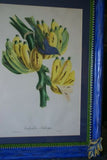 Professionally Matted & Framed in Hand-painted Frame 23”x 16” VERY RARE Authentic Limited Edition 1960 Descourtilz Folio of Tropical Archbishop Tanager or Tachyphone Archeveque Bird Plate 35 from Brazil (DES13)