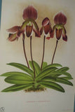 Lindenia Limited Edition Print: Paphiopedilum, Cypripedium Moensianum, Lady Slipper (Magenta and White) Orchid Collector Art (B1)