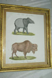 Very Rare 1833 Huge Hand Colored Folio Lithograph Carl Joseph Brodtmann Maiba Tapir & Bison Over 235 years old FROM Naturhistorische Bilder Gallerie aus dem Thierreiche on watermarked paper framed in vintage hand painted frame with mat.