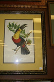 VERY RARE 1960 Rare Descourtilz Limited Edition Original Folio Lithograph Brazilian Bird Plate 60: REICHNOW'S MOTMOT OR MOMOT HOUTOU (Brazil)