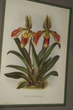 Lindenia Limited Edition Print: Paphiopedilum, Cypripedium Moensianum, Lady Slipper (Magenta and White) Orchid Collector Art (B1)