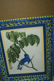 Professionally 2x Matted & in Hand-painted Frame 16 1/2" X 12 1/2" VERY RARE Authentic Limited Edition 1960 Descourtilz Folio of Hand-colored Tersine Bleue Bird Plate 12 from Brazil (DES17)