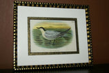 19th century TERN ANTIQUE AUTHENTIC 1897 ORIGINAL PRINT LLOYD'S NATURAL HISTORY BY BOWDLER SHARPE EDWARD LLOYD LIMITED, DOUBLE MATTED AND FRAMED PROFESSIONALLY IN UNIQUE HAND PAINTED FRAME SIGNED BY ARTIST, MAT ALSO HANDPAINTED