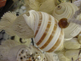 2 Pairs of very large Banded Tun Tonna Sulcosa Seashell Tassels, Pulls, Oceanic Art, South Pacific Home Decor Accent, Handcrafted Unique perfect for Designer Decorator Shell Collector Beach Lover Vacation Feel Pool Cabana