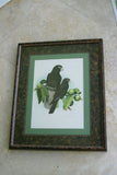 2 for 1 FRAMED ART: 1978 AUSTRALIAN BIRD LITHOGRAPHS FROM “PARROTS OF THE WORLD” BY BILL COOPER PROFESSIONALLY MATTED AND FRAMED IN UNIQUE SIGNED HAND PAINTED FRAMES 21" X 17" DESIGNER WALL ART DÉCOR DFPN71 & 72
