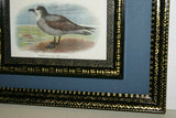 19th Century WHITE-THROATED GREY PETREL: ANTIQUE AUTHENTIC 1897 ORIGINAL PRINT from LLOYD'S NATURAL HISTORY BY BOWDLER SHARPE EDWARD LLOYD LIMITED, DOUBLE MATTED AND DOUBLE FRAMED PROFESSIONALLY IN UNIQUE HAND PAINTED FRAMES & MATS SIGNED BY ARTIST.