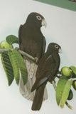 2 for 1 FRAMED ART: 1978 AUSTRALIAN BIRD LITHOGRAPHS FROM “PARROTS OF THE WORLD” BY BILL COOPER PROFESSIONALLY MATTED AND FRAMED IN UNIQUE SIGNED HAND PAINTED FRAMES 21" X 17" DESIGNER WALL ART DÉCOR DFPN71 & 72