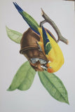 VERY RARE CHOICE BETWEEN 4 YELLOW TROPICAL JUNGLE BIRDS FROM 1960 Rare Descourtilz Limited Edition Original Folio Lithographs Brazilian Birds Plates