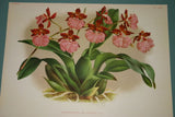 Lindenia Limited Edition Print: Odontoglossum Cuspidatum (Sienna and Yellow) Orchid Collector Art (B1)