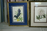 Professionally 4x Mats in Hand painted Frame 22" X 17 ½”  VERY RARE Authentic Limited Edition 1960 Descourtilz Folio Tropical Curly Blue Jay or Pie Acahe Bird Plate 39 Brazil (DES16)
