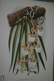 Lindenia Limited Edition Print:  Oncidium Jonesianum (White, Yellow and Sienna) Orchid Collector Art (B1)