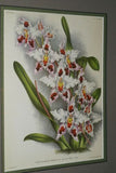 Lindenia Limited Edition Print: Odontoglossum Wilckearnum Albens (White and Sienna) Orchid Collector Art (B1)